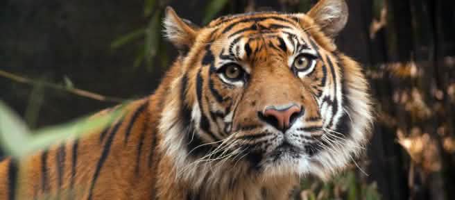 Sumatra Tiger