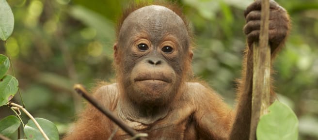 Orang Utan Baby