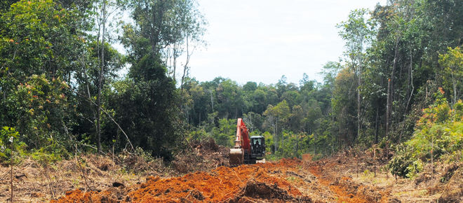 Abholzung in Borneo