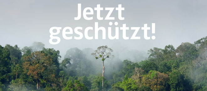 Amazonas Regenwald mit Text "Jetzt geschützt!"