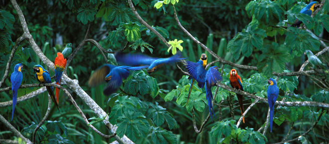 Gelbbrust Aras und Hellrote Aras in Tambobata, Peru