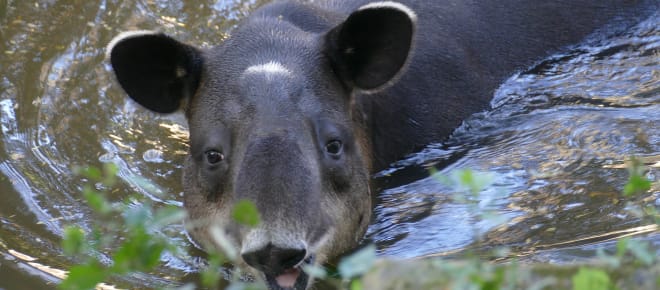 Tapir im Wasser