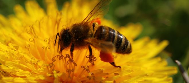 Eine Biene sammelt Nektar und Pollen auf einer Blüte