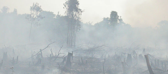 Abgebrannter Regenwald, Borneo