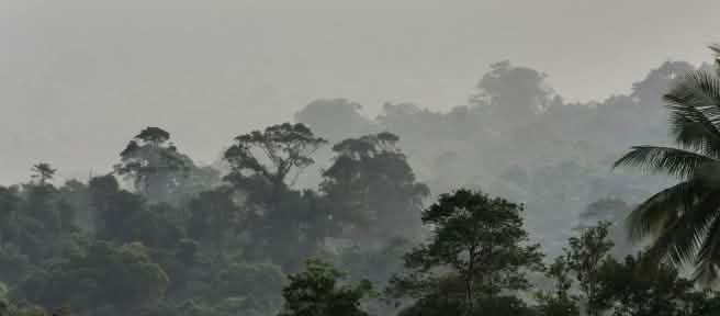 Nebliger Regenwald zieht sich einen Berg hinauf
