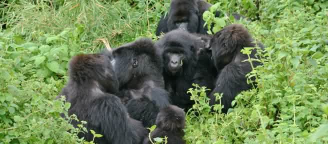 Gorillas im Virunga Nationalpark, November 2021