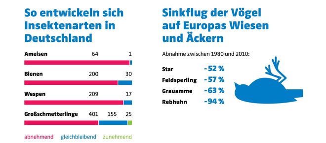 Grafik Insekten und Vögel