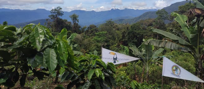 Baumschule der Indigenen Gayo von Pining im Leuser-Ökosystem