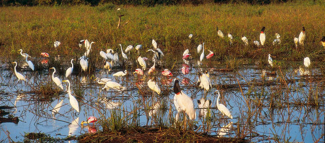 Vögel im Cerrado, Brasilien