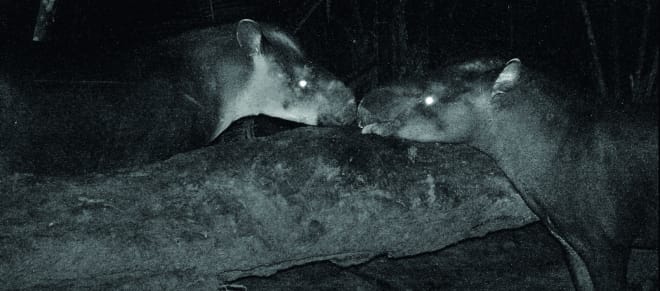 Kabomani-Tapir in Kamerafalle