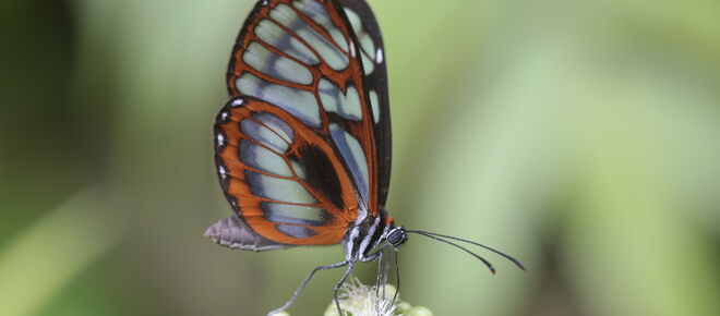Schmetterling im Manu Nationalpark