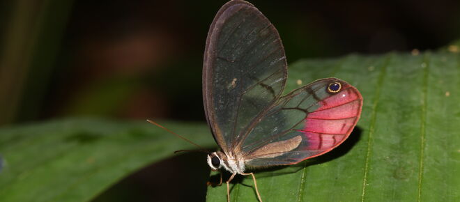 Schmetterling im Manu Nationalpark