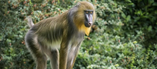 Mandrill