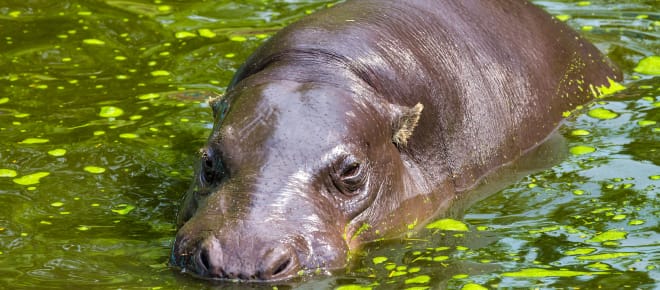 Zwergflusspferd im Wasser