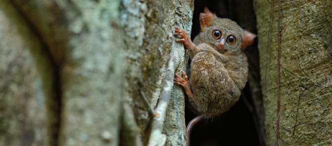 Sulawesi-Koboldmaki, Indonesien