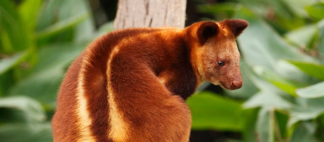 Baumkänguru in Papua