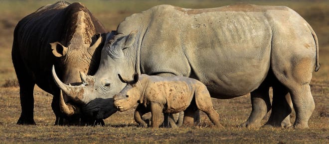 2 Spitzmaulnashorn-Erwachsene mit einem Jungen