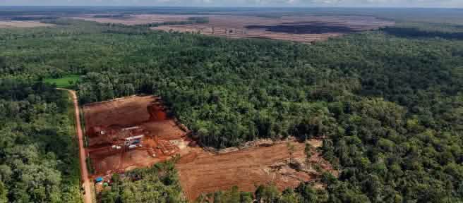 Drohnenfoto vom Kahlschlag in Merauke, Süd-Papua