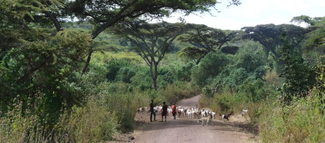 Massai mit Ziegenherde auf einem Weg durch lichten Wald