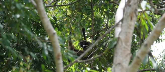 Gibbon versteckt im Baum