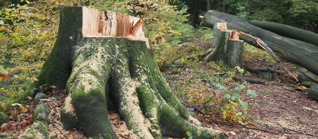 Baumstumpf im Buschbeller Wald
