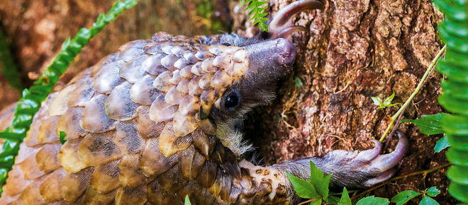 Pangolin