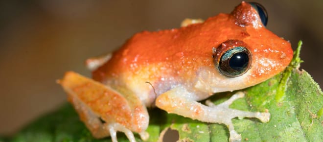 Ein Frosch sitzt auf einem Blatt