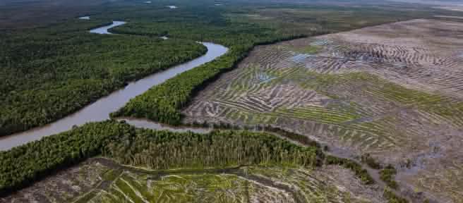 Luftbild von Wald links des Flusses und Kahlschlag rechts