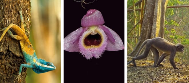 Collage Biodiversität Mekong