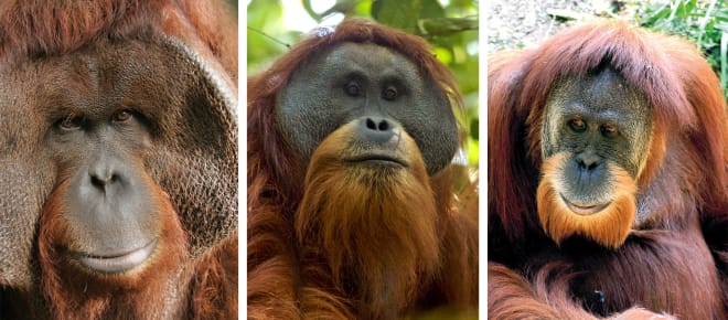 Montage Orang-Utans