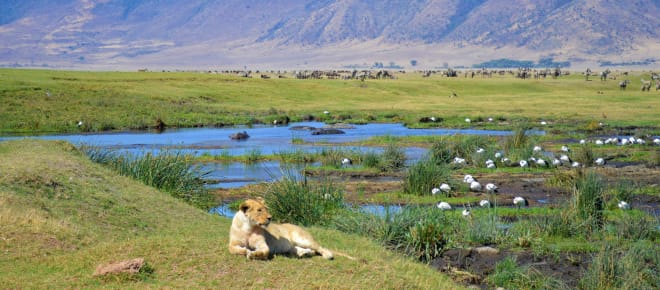 Löwin im Ngorongoro-Krater