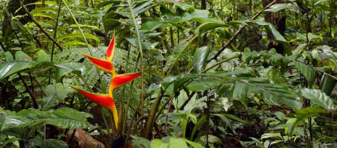 Blüte im Dschungel