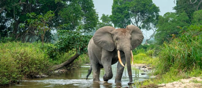 Waldelefant in Afrika