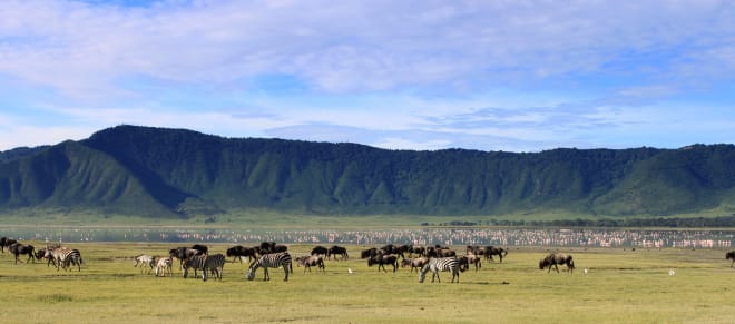 Tierwanderung durch den Ngorongoro Krater