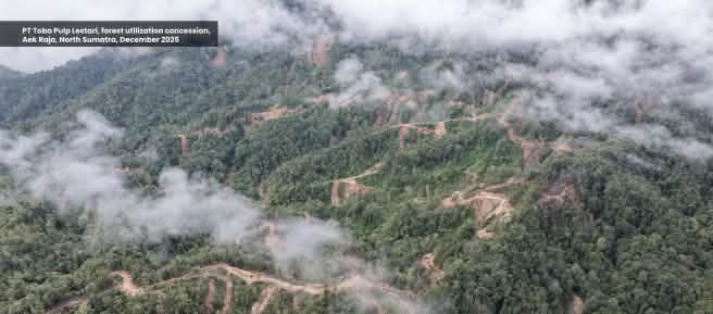 Drohnenfoto von Holzeinschlag im Bergwald