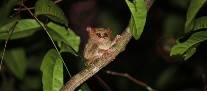 Sulawesi-Koboldmaki, Indonesien