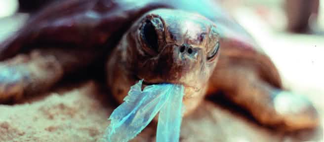 Schildkröte frisst Plastik