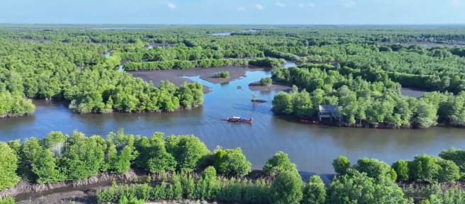 Mangrovenwald von oben