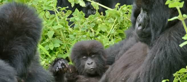 Gorillas im Virunga Nationalpark