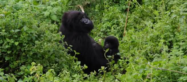 Gorilla mit Baby im Virunga Park