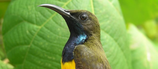 Wakatobi-Nektarvogel