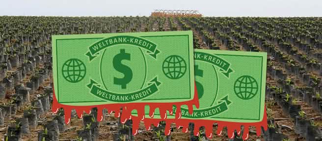 Zwei symbolische Dollarscheine der Weltbank vor einer endlosen Wüste aus Ölpalm-Setzlingen