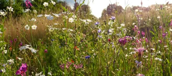 Wildblumenwiese