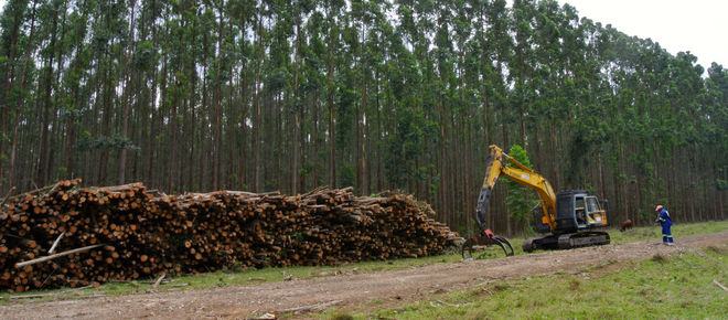 Baumplantage in Südafrika