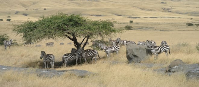 Zebraherde unter einem Baum, umgeben von gelbem Grasland