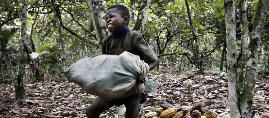 Kinderarbeit auf Kakao-Plantage, Elfenbeinküste