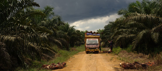 Palmölplantage in Indonesien