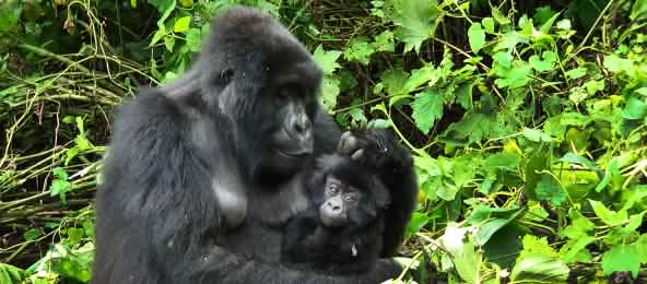 Gorilla mit Jungen in Virunga