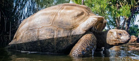 Aldabra-Riesenschildkröte (Aldabrachelys gigantea)