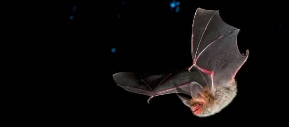 Fledermäuse - im Bild die harmlose Bechsteinfledermaus - können gefährliche Viren in sich tragen, ohne zu erkranken (© Marko König) Bechsteinfledermaus